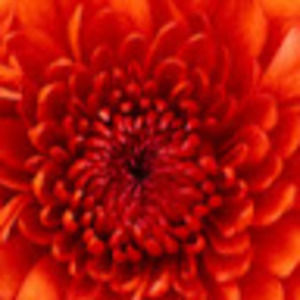 Meet your Posher, Aynalem